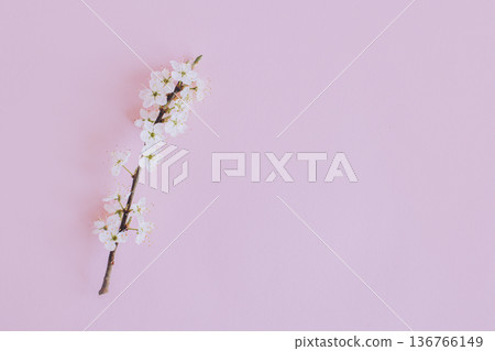 Beautiful blossom branches on a light pink background. Spring background. 136766149