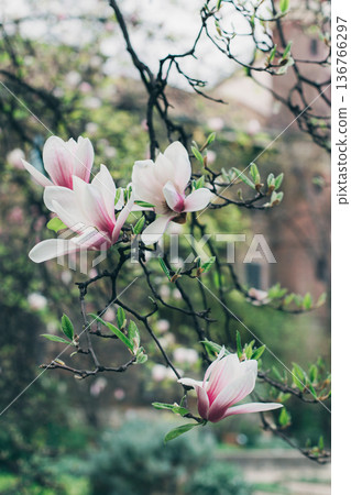 Amazing Magnolia flowers in a spring garden. Springtime background. 136766297