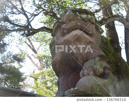 府中市大國玉神社的守護獅雕像上長滿了青苔 136766318