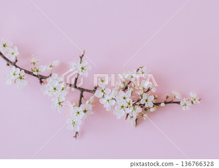Beautiful blossom branches on a light pink background. Spring background. Beautiful blossom branches on a light pink background. Spring background. 136766328
