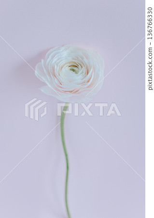 Tender Ranunculus flower on a light violet background. Tender Ranunculus flower on a light violet background. 136766330