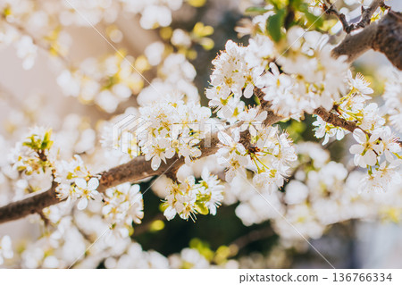 Beautiful branch with white blossom in a spring garden. Spring background. Beautiful branch with white blossom in a spring garden. Spring background. 136766334