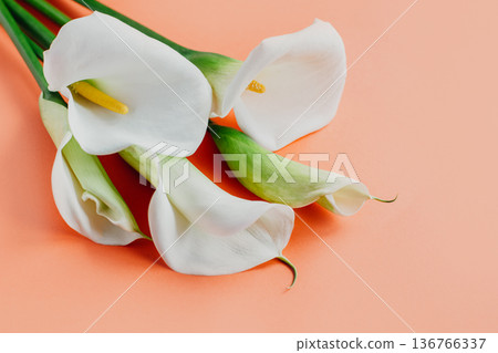 Beautiful white Calla Lilies flowers on a peach pastel background. Beautiful white Calla Lilies flowers on a peach pastel background. 136766337