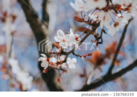 Beautiful peach branch with pink blossom in a blue sky. Spring background. Beautiful peach branch with pink blossom in a blue sky. Spring background. 136766339