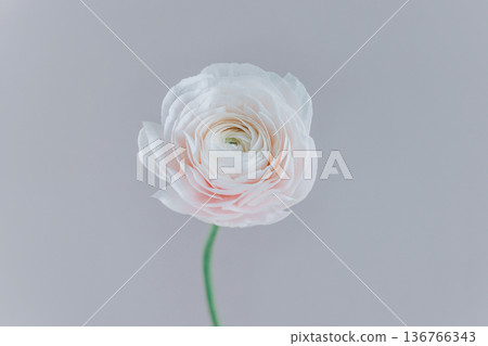 Tender Ranunculus flower on a grey background. Tender Ranunculus flower on a grey background. 136766343