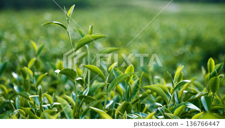 Green tea tree fresh leaves in eco herbal farm. Tree tea plantations in morning sun light. Freshness herbal natural garden farmland. Drinking organic relax heath plant. Green tea tree in farm Green tea tree fresh leaves in eco herbal farm. Tree tea plantations in morning sun light. Freshness herbal natural garden farmland. Drinking organic relax heath plant. Green tea tree in farm 136766447