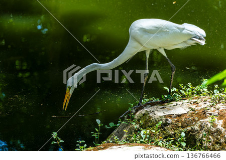 Great egret, Ardea alba at Praca Batista Campos in the city of Belem, in the state of Para, Brazil. 136766466