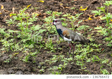 Southern Lapwing, Vanellus chilensis, beautiful colored lapwing from Central and Latin America fresh water coasts and meadows 136766472