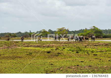 Water Buffalos at a rural property called Fazenda at Soure in Marajo Island, Brazil. Water Buffalos at a rural property called Fazenda at Soure in Marajo Island, Brazil. 136766483