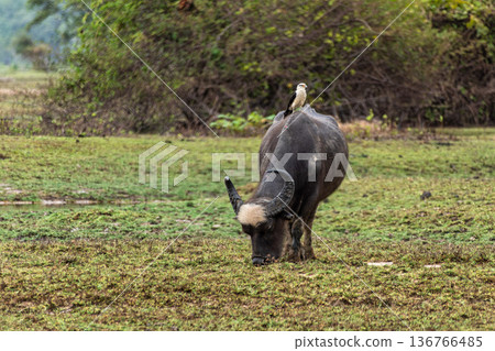 Water Buffalo with a bird on its back at a rural property called Fazenda at Soure in Marajo Island, Brazil. Water Buffalo with a bird on its back at a rural property called Fazenda at Soure in Marajo Island, Brazil. 136766485