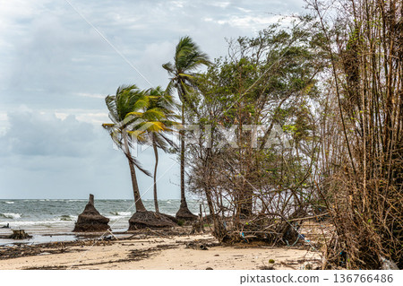 The beautiful Caju-una beach, by the Amazon river mouth, in Soure, Marajo island, Brazil. The beautiful Caju-una beach, by the Amazon river mouth, in Soure, Marajo island, Brazil. 136766486