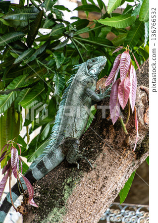 Green iguana also known as the American iguana is a lizard reptile in the Iguanidae family. Manaus, Amazonas, Brazil. Green iguana also known as the American iguana is a lizard reptile in the Iguanidae family. Manaus, Amazonas, Brazil. 136766532