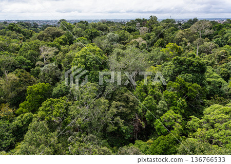 View from the tower of the Musa botanical garden. Manaus, Brazil. Natural beauty, Floresta Amazonica 136766533