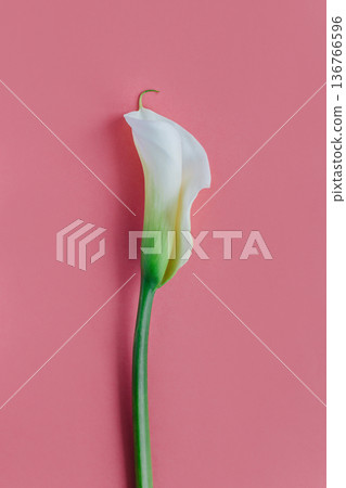 Beautiful white Calla Lily flower on a pink pastel background. 136766596