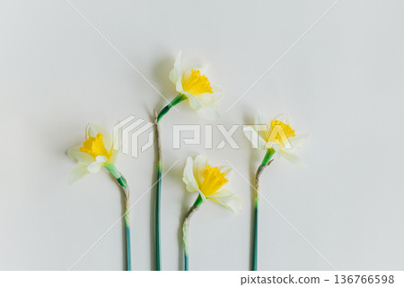 Beautiful flowers of yellow daffodil (narcissus) on a light yellow background. Beautiful flowers of yellow daffodil (narcissus) on a light yellow background. 136766598