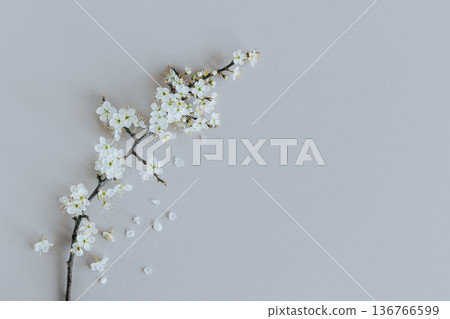 Beautiful branch with white blossom on a grey background. Spring minimalistic concept. Beautiful branch with white blossom on a grey background. Spring minimalistic concept. 136766599