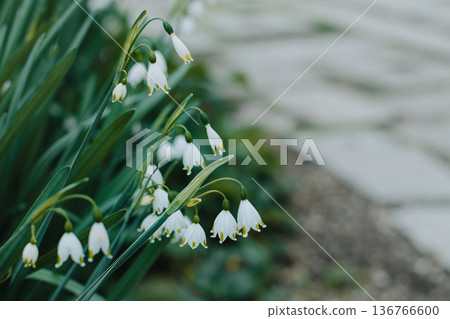 Beautiful flowers of Spring snowflake (Leocojum vernum) in a spring garden. 136766600