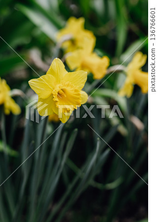 Beautiful flowers of yellow daffodil (narcissus) in a garden. Beautiful flowers of yellow daffodil (narcissus) in a garden. 136766601