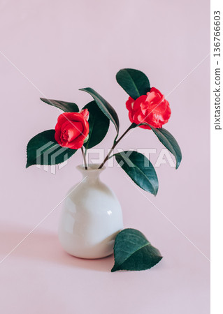 Beautiful pink Camellia flowers in a vase on a pink pastel background. 136766603