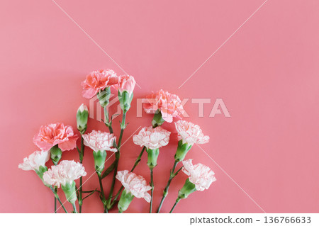 Beautiful pink and white Carnation flowers on a pink pastel background. Beautiful pink and white Carnation flowers on a pink pastel background. 136766633