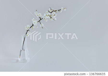 Beautiful blossom branches in a vase on a grey background. Spring minimalistic concept. Beautiful blossom branches in a vase on a grey background. Spring minimalistic concept. 136766635