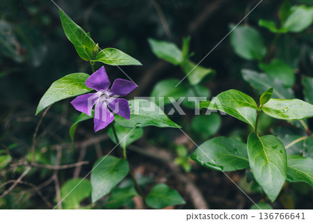 Beautiful purple flower of Periwinkle in a spring forest. 136766641