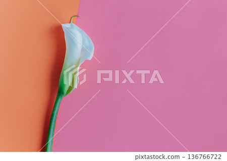 Beautiful white Calla Lily flower on a pink and peach pastel background. Beautiful white Calla Lily flower on a pink and peach pastel background. 136766722