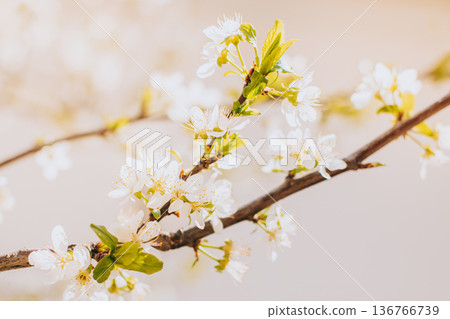 Beautiful branch with white blossom in a spring garden. 136766739