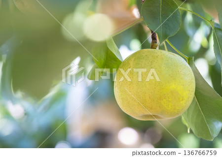 Nijisseiki Pear (Yurihama Town, Tottori Prefecture) 136766759