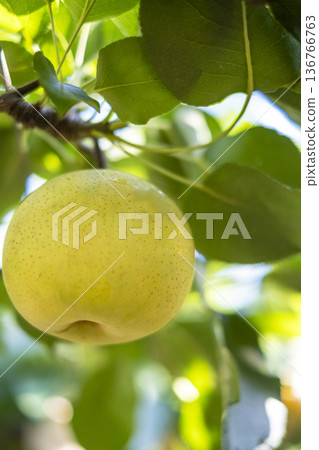 Nijisseiki Pear（鳥取縣百合濱町） 136766763