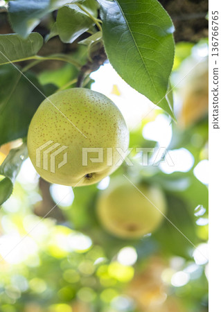 Nijisseiki Pear（鳥取縣百合濱町） 136766765