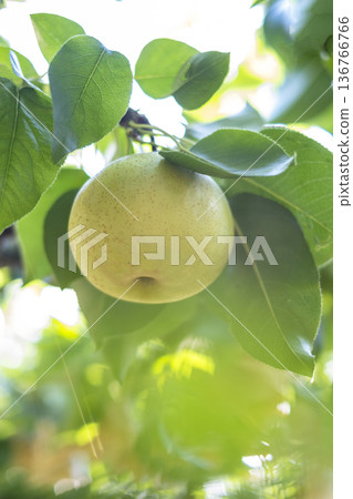 Nijisseiki Pear（鳥取縣百合濱町） 136766766