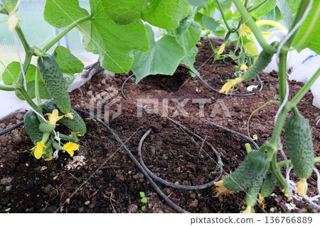 A green house with cucumbers growing 136766889