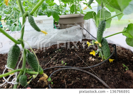 A green house with cucumbers growing 136766891