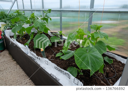 A green house with cucumbers growing A green house with cucumbers growing 136766892