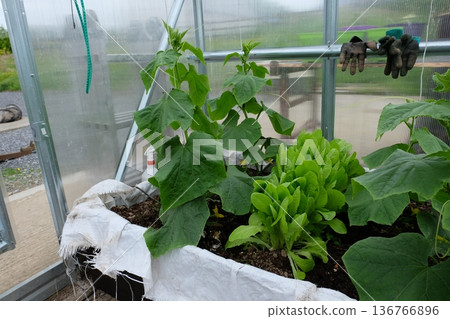 A green house with cucumbers growing A green house with cucumbers growing 136766896