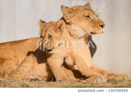 獅子幼獅和母獅依偎在一起 獅子幼獅和母獅依偎在一起 136766898