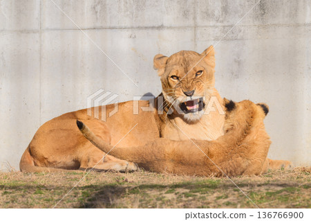 威脅母獅和幼獅 威脅母獅和幼獅 136766900