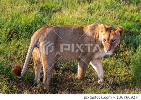 Female lion in the Serengeti Female lion in the Serengeti 136766927