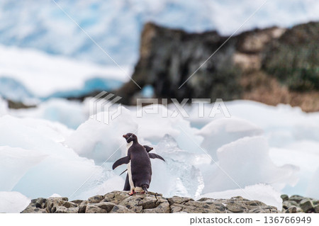 Impression of the Adelie Penguin Colony at the fish islands 136766949