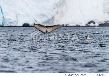Antarctic landscape with a diving whale 136766985