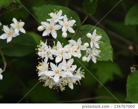 Marbutsugi Marbutsugi 136767060