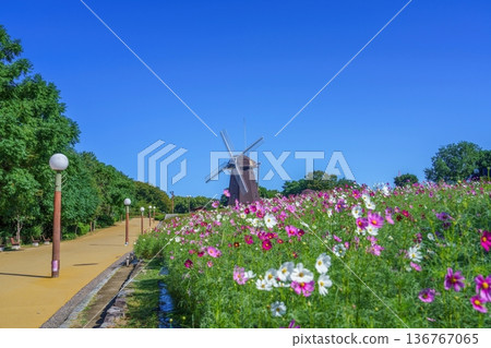 A spectacular view of colorful cosmos and windmills blooming along the walking path of Tsurumi Ryokuchi Park A spectacular view of colorful cosmos and windmills blooming along the walking path of Tsurumi Ryokuchi Park 136767065
