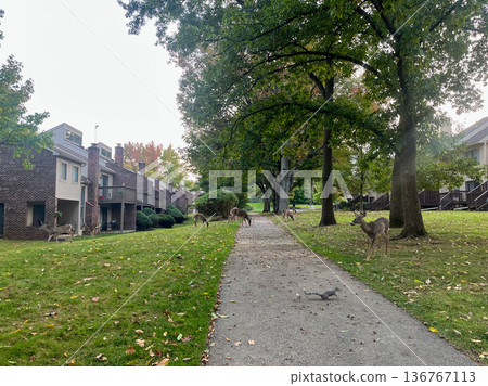 A group of deer are walking down a path in front of a row of houses A group of deer are walking down a path in front of a row of houses 136767113