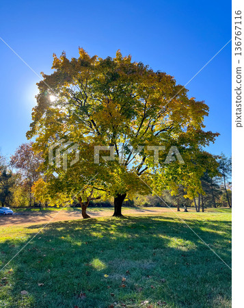 A large tree with yellow leaves is in a park. Valley Forge, Pennsylvania. A large tree with yellow leaves is in a park. Valley Forge, Pennsylvania. 136767116