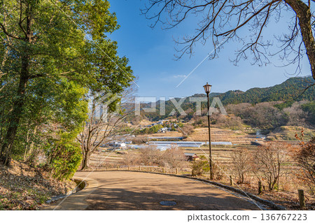 View of the Sakata rice terraces from the Iwaido area of Asuka Historical Park, Asuka Village, Nara Prefecture 136767223