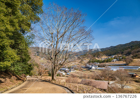 從奈良縣飛鳥村飛鳥歷史公園岩井戶區眺望坂田梯田 從奈良縣飛鳥村飛鳥歷史公園岩井戶區眺望坂田梯田 136767226