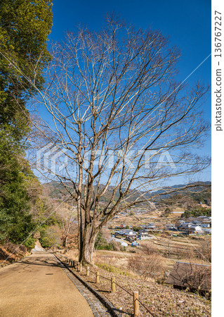 View of the Sakata rice terraces from the Iwaido area of Asuka Historical Park, Asuka Village, Nara Prefecture 136767227