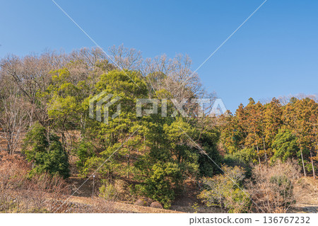 Forest in the Iwaido area of Asuka Historical Park, Asuka Village, Nara Prefecture 136767232