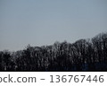 寒冷的冬日天空森林 136767446